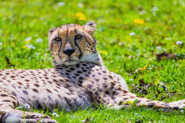 Cheetah Wild Cat Eyes Animali Selvatici Ritratto — Foto Stock