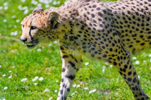 Cheetah Wild Cat Eyes Animali Selvatici Ritratto — Foto Stock