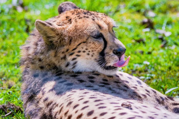 Olhos Gato Selvagem Cheetah Animais Selvagens Retrato — Fotografia de Stock