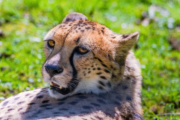 Глаза Дикой Кошки Гепарда Животные Дикой Природы Портрет — стоковое фото