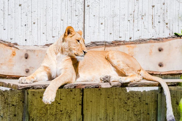 Όμορφη Άγρια Αφρικάνικη Λέαινα Ξαπλωμένη Στη Ζωή Ζώα Άγριας Ζωής — Φωτογραφία Αρχείου