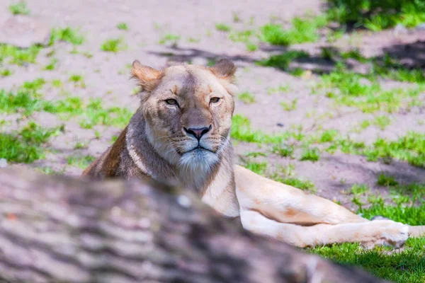 Όμορφη Άγρια Αφρικάνικη Λέαινα Ξαπλωμένη Στη Ζωή Ζώα Άγριας Ζωής — Φωτογραφία Αρχείου