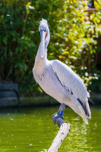 Der Große Weiße Pelikan Porträt Des Zoos — Stockfoto