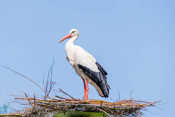 Beautiful white stork (Ciconia ciconia) in the nest at zoo