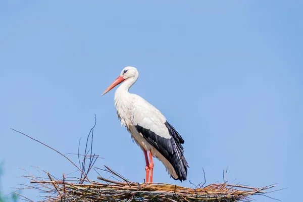 Güzel beyaz leylek (Ciconia ciconia) hayvanat bahçesindeki yuvada
