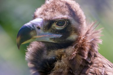 Griffon Vulture - Gyps fulvus, büyük kahverengi kafalı akbaba ayrıntılı bir portrede