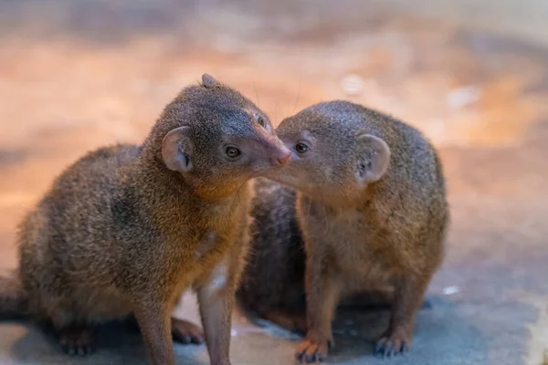 Banded Mongoose Mungos Mungo Colonus Animal Vida Selvagem Mangusto Anão — Fotografia de Stock