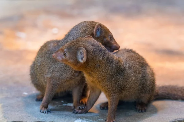 Banded Mongoose Mungos Mungo Colonus Animal Vida Selvagem Mangusto Anão — Fotografia de Stock