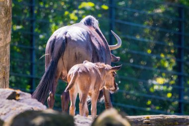 Yerel hayvanat bahçesinde mavi antilop (Connochaetes taurinus)