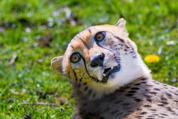 Cheetah Wild Cat Eyes Animaux Sauvages Portrait — Photo
