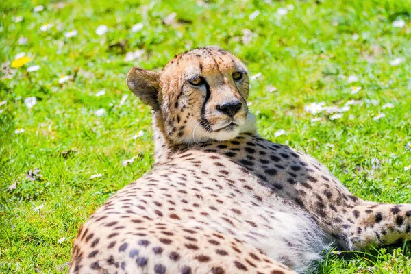 Cheetah Wild Cat Eyes Wildtiere Porträt — Stockfoto
