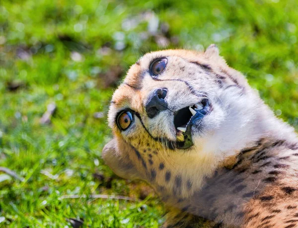 Olhos Gato Selvagem Cheetah Animais Selvagens Retrato — Fotografia de Stock