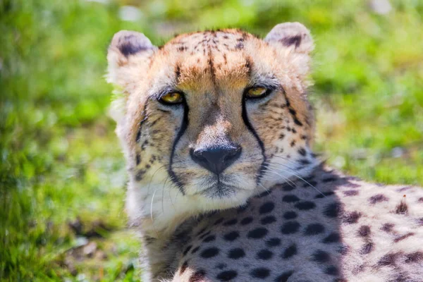 Cheetah Wild Cat Ojos Animales Salvajes Retrato — Foto de Stock
