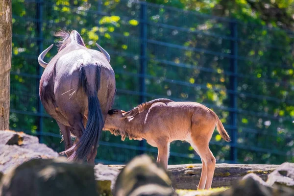 Stock image Blue wildebeest (Connochaetes taurinus) in local zoo