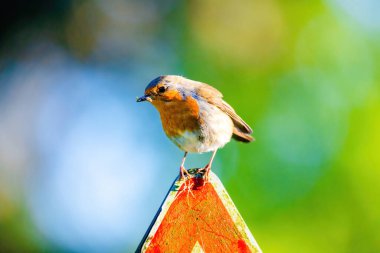 Parktaki ağa tüneyen Robin Bird 'ün yakın çekimi