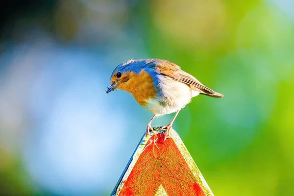 Крупный План Птицы Малиновки Сидящей Сети Парке — стоковое фото