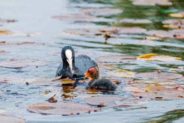 Avrasyalı ördek, Fulica atra, bilinen adıyla yaban ördeği, bir gölde yüzer - kırmızı gözlü siyah kuş ve beyaz gagalı.