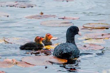 Avrasyalı ördek, Fulica atra, bilinen adıyla yaban ördeği, bir gölde yüzer - kırmızı gözlü siyah kuş ve beyaz gagalı.
