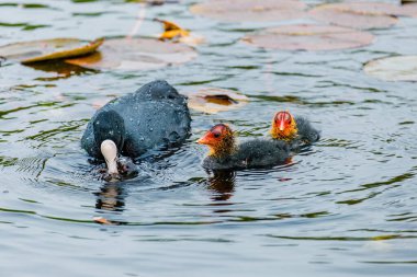 Avrasyalı ördek, Fulica atra, bilinen adıyla yaban ördeği, bir gölde yüzer - kırmızı gözlü siyah kuş ve beyaz gagalı.