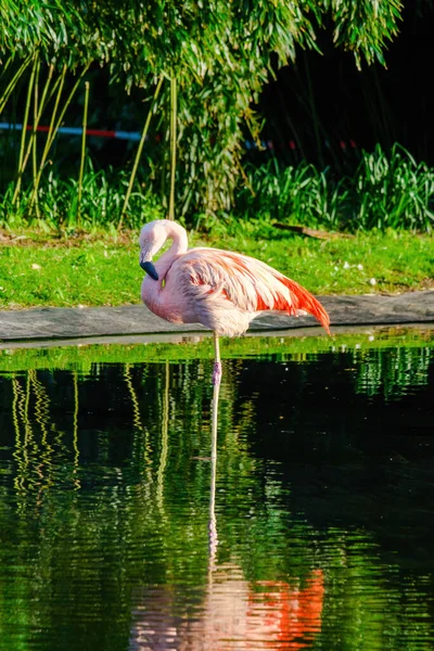 Nahaufnahme Porträt Des Afrikanischen Flamingos Der Wasser Wandelt — Stockfoto