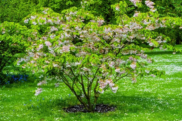 Цветущее Дерево Весной Весна Природе Цветущим Деревом — стоковое фото