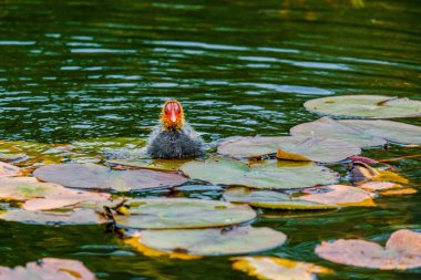 Avrasyalı ördek, Fulica atra, bilinen adıyla yaban ördeği, bir gölde yüzer - kırmızı gözlü siyah kuş ve beyaz gagalı.