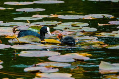 Avrasyalı ördek, Fulica atra, bilinen adıyla yaban ördeği, bir gölde yüzer - kırmızı gözlü siyah kuş ve beyaz gagalı.