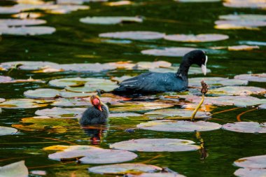 Avrasyalı ördek, Fulica atra, bilinen adıyla yaban ördeği, bir gölde yüzer - kırmızı gözlü siyah kuş ve beyaz gagalı.