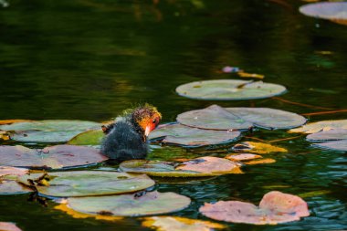 Avrasyalı ördek, Fulica atra, bilinen adıyla yaban ördeği, bir gölde yüzer - kırmızı gözlü siyah kuş ve beyaz gagalı.