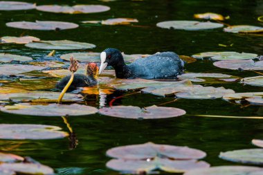 Avrasyalı ördek, Fulica atra, bilinen adıyla yaban ördeği, bir gölde yüzer - kırmızı gözlü siyah kuş ve beyaz gagalı.