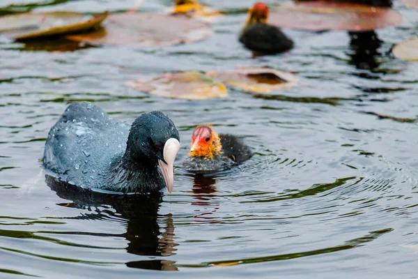 Foulque Eurasienne Fulica Atra Également Connue Sous Nom Foulque Commune — Photo