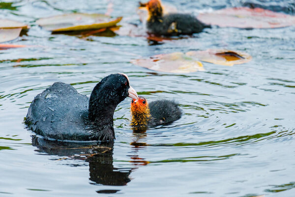 The Eurasian coot, Fulica atra, also known as the common coot, swims on a lake - black bird with red eyes and white beak