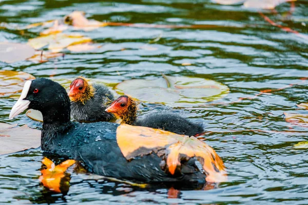 ユーラシア クート フリカ アトラ 別名一般的なクート は湖で泳ぐ 赤い目と白いくちばしを持つ黒い鳥 — ストック写真