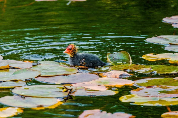 Avrasyalı ördek, Fulica atra, bilinen adıyla yaban ördeği, bir gölde yüzer - kırmızı gözlü siyah kuş ve beyaz gagalı.