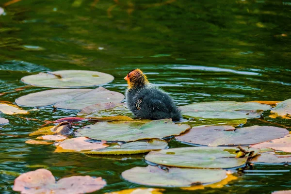 欧亚大陆的一种叫富丽卡 Fulica Atra 的土拨鼠 也被称为普通土拨鼠 它在湖中游泳 黑色的鸟 长着红眼睛和白嘴 — 图库照片