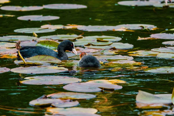 Eurasian Coot Fulica Atra Also Known Common Coot Swims Lake — Stock Photo, Image