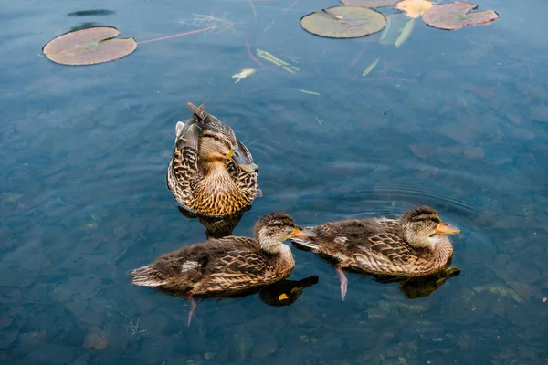 Дикая Утка Плавает Озере Водоплавающие Птицы — стоковое фото