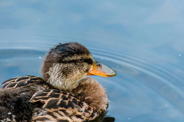 Canard Sauvage Nageant Dans Lac Oiseaux Eau — Photo