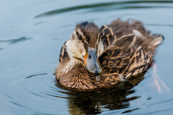 Wilde Eend Zwemmen Het Meer Watervogels — Stockfoto