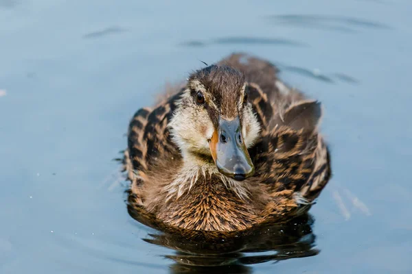 Anatra Selvatica Che Nuota Nel Lago Uccelli Acquatici — Foto Stock
