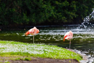 Suda yürüyen Afrika flamingosunun yakın plan portresi.