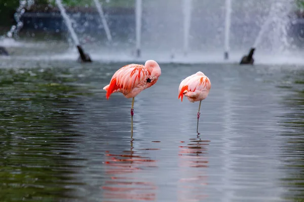 Närbild Porträtt Afrikansk Flamingo Promenader Vatten — Stockfoto