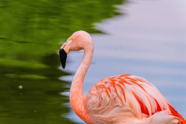 Suda yürüyen Afrika flamingosunun yakın plan portresi.