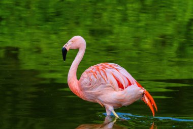 Suda yürüyen Afrika flamingosunun yakın plan portresi.