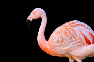 Suda yürüyen Afrika flamingosunun yakın plan portresi.