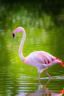 Suda yürüyen Afrika flamingosunun yakın plan portresi.