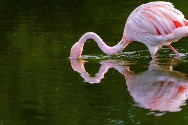 Suda yürüyen Afrika flamingosunun yakın plan portresi.