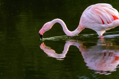 Suda yürüyen Afrika flamingosunun yakın plan portresi.