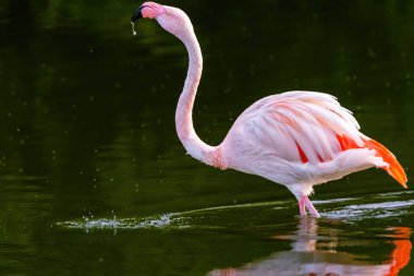 Suda yürüyen Afrika flamingosunun yakın plan portresi.