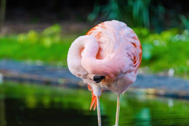 Suda yürüyen Afrika flamingosunun yakın plan portresi.